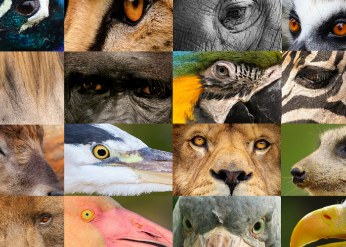 Le vocabulaire des animaux en anglais